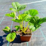 Jahoda ananásová - Pineberry (Fragaria × ananassa) ´SNOW WHITE´ - P9